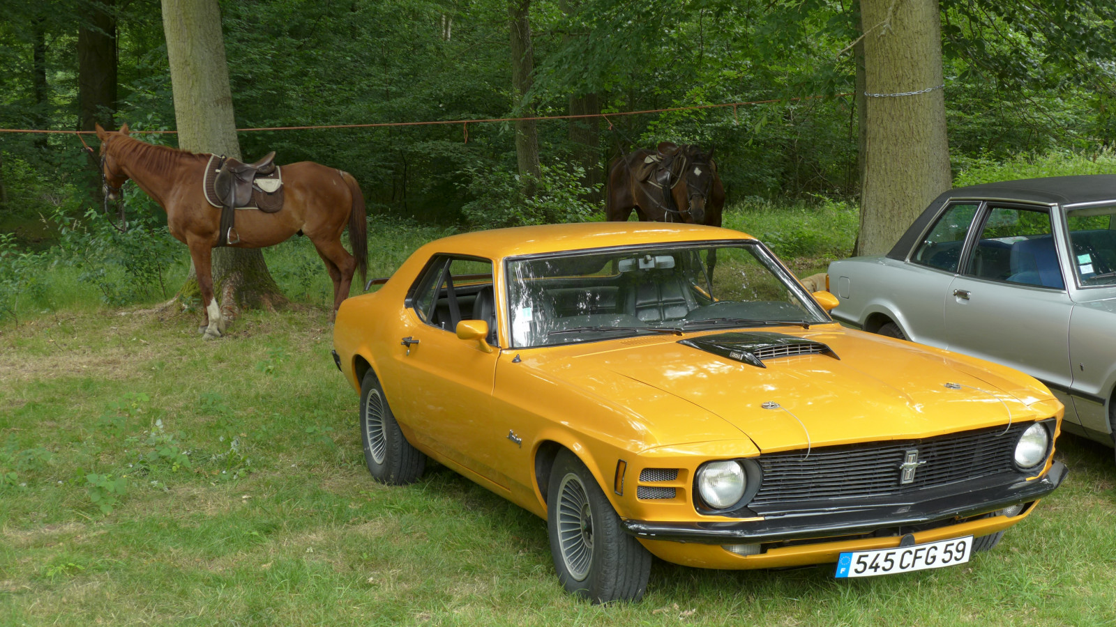 Mustang mustang